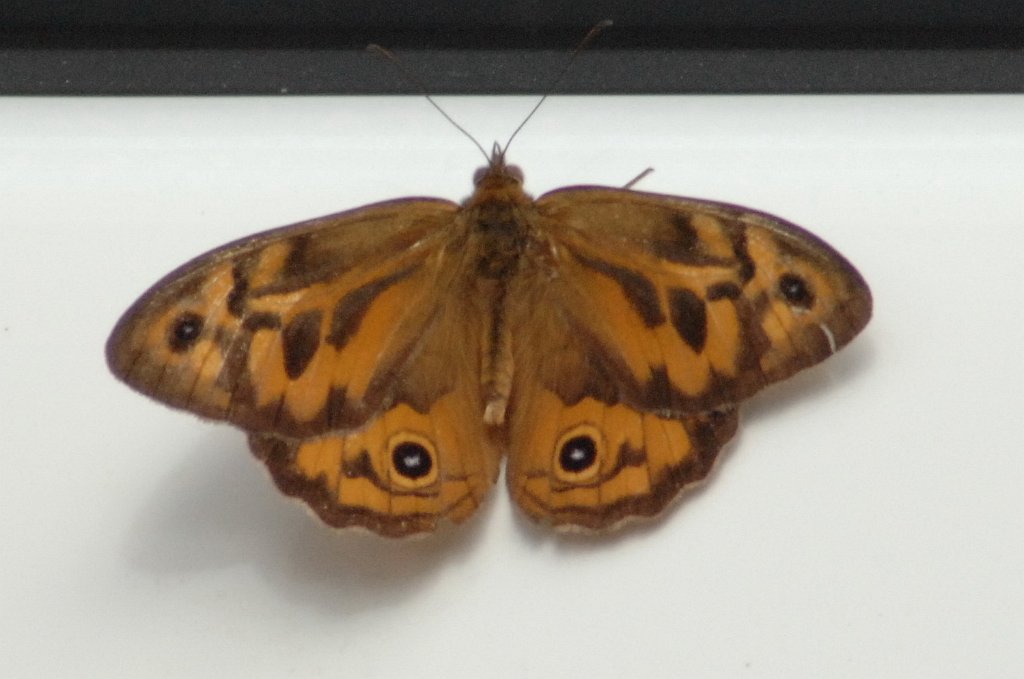 043 2008-01227513 Coles Bay to Wyena, Tasmania, AU.JPG - Common Brown (Heteronympha merope). Butterfly. On the road between Coles Bay and Wyena, Tasmania, AU, 1-22-2008